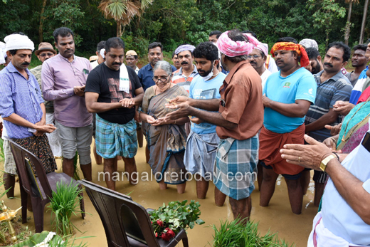 paddy saplings